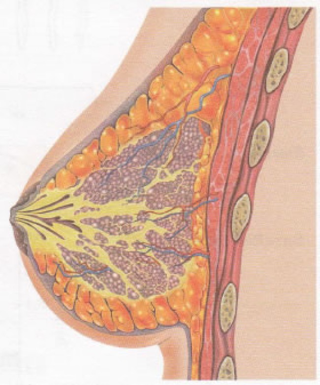 Abbildung der weiblichen Brust