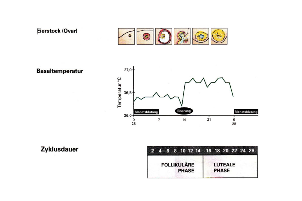 Abbildung Eierstock (Ovar), Basaltemperatur und Zyjklusdauer