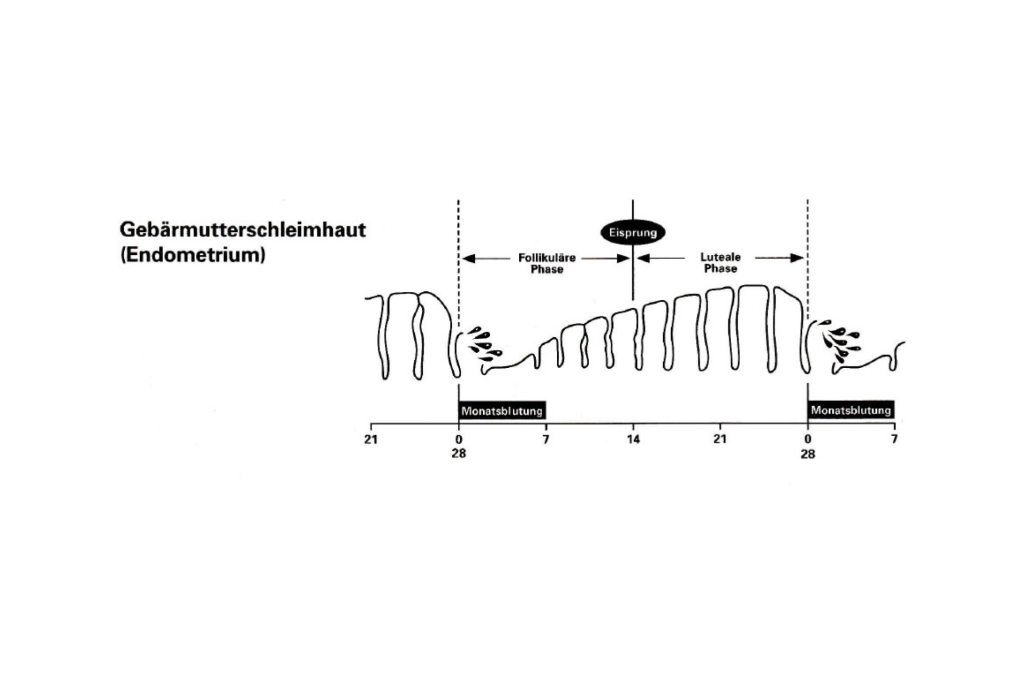 Abbildung der Gebärmutterschleimhaut (Endometrium)