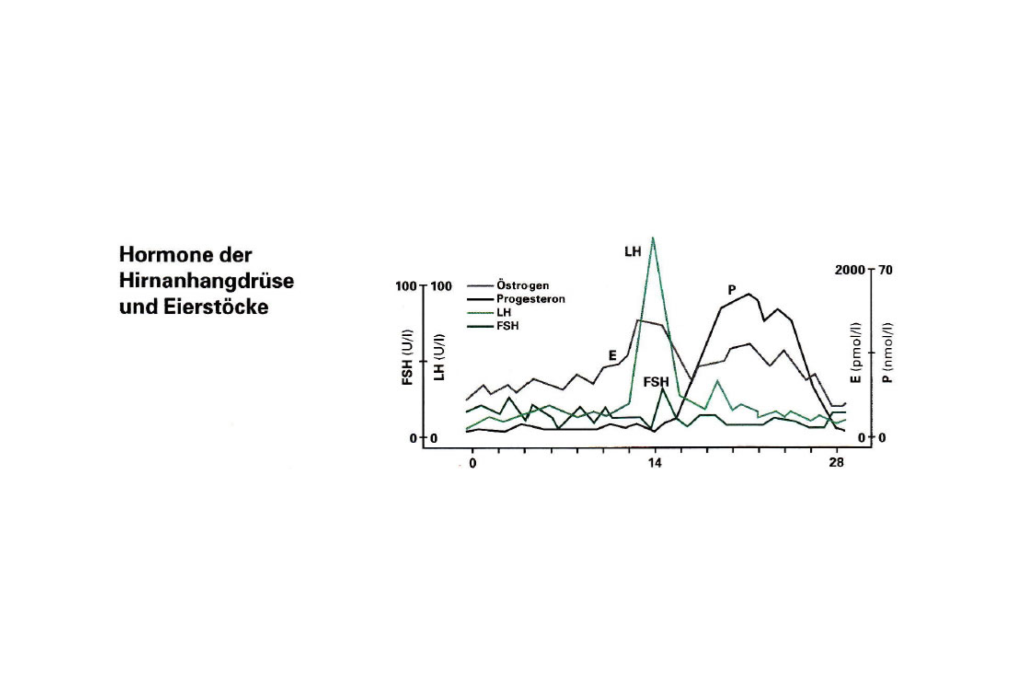  Abbildung Hormone der Hirnanhangdrüse und Eierstöcke