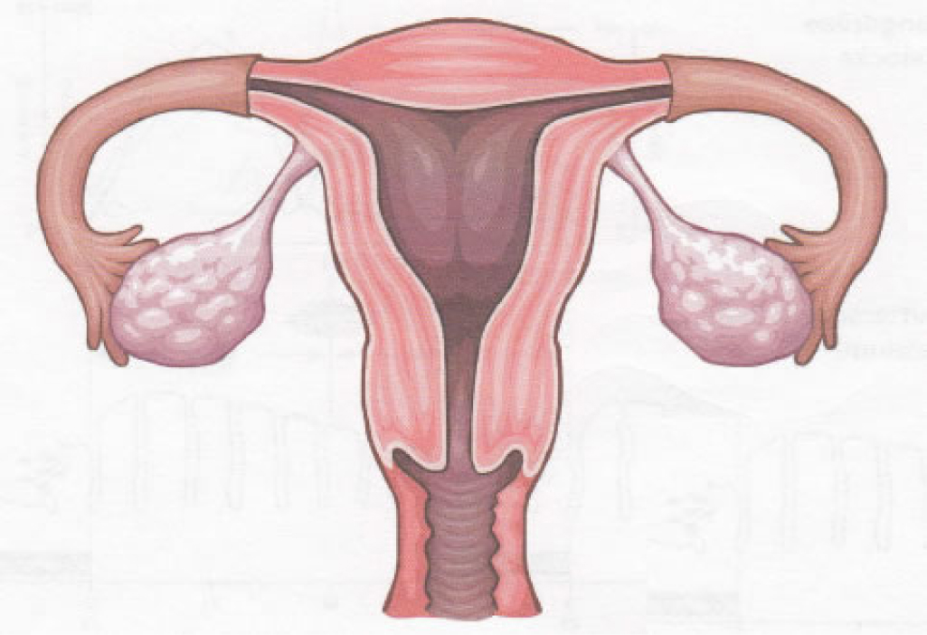 Abbildung innere weibliche Genitale