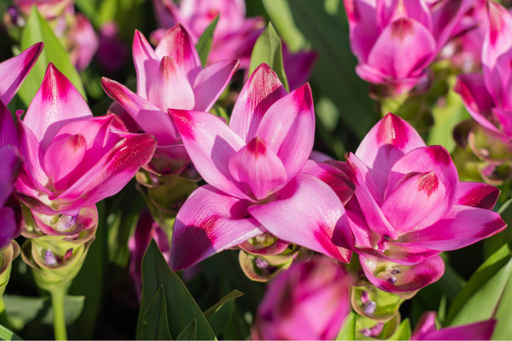 Curcuma-Pflanze mit ihrem exotischen Aussehen und extravaganten Blumen © Shutterstock.com