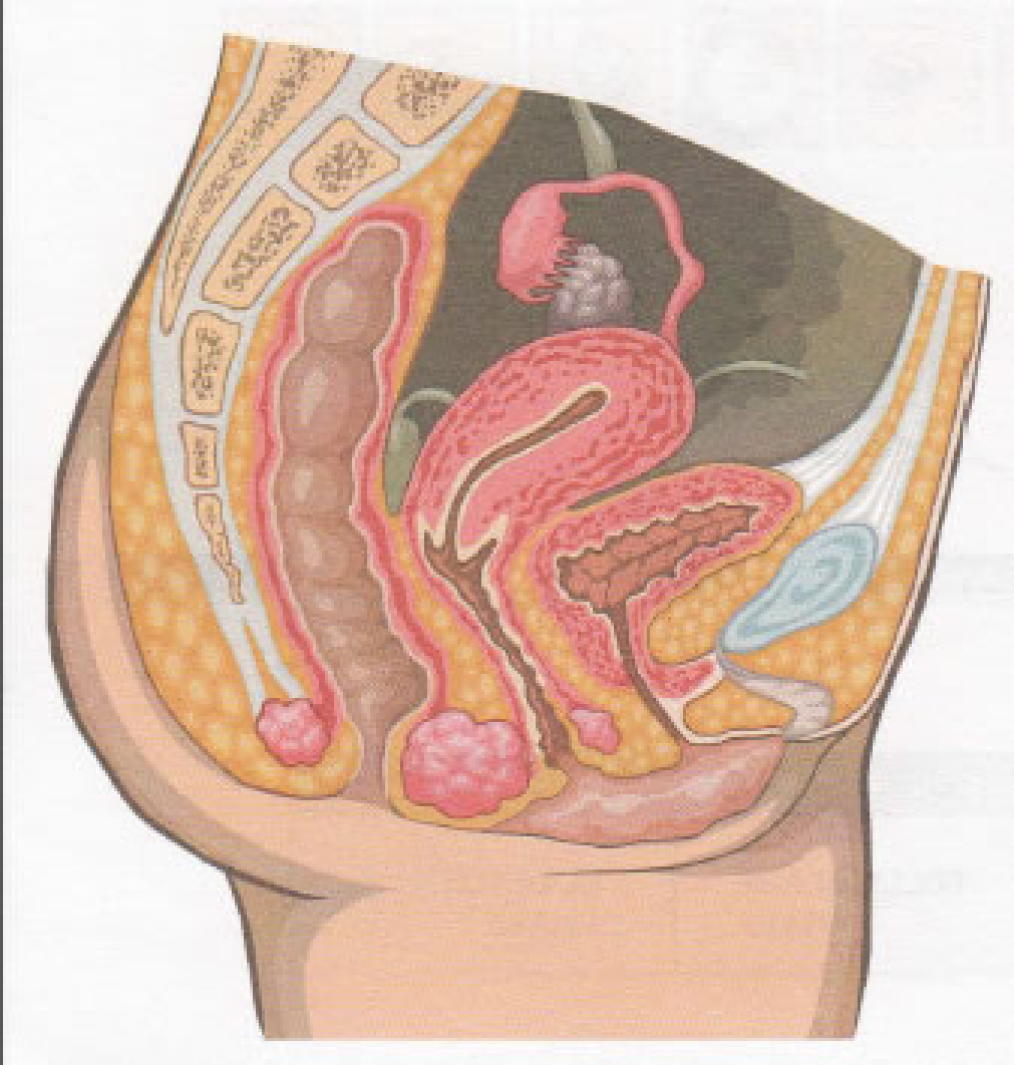 Abbildung Längsschnitt weiblicher Unterleib