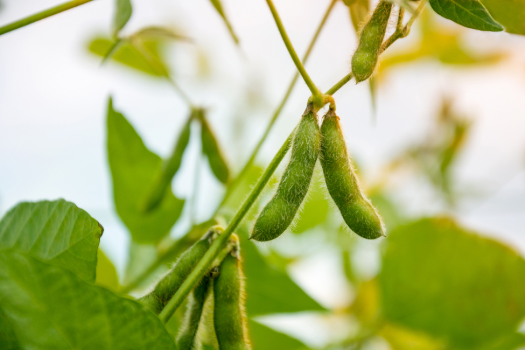 Sojabohne © Shutterstock.com