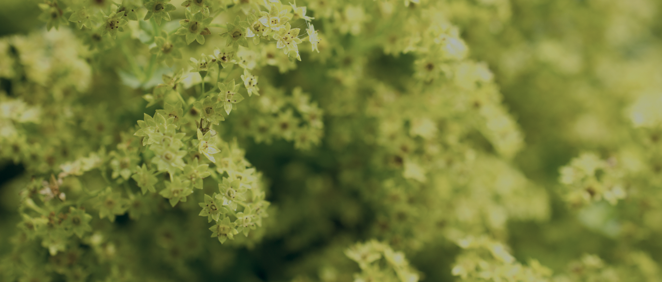 Bild von Blumen